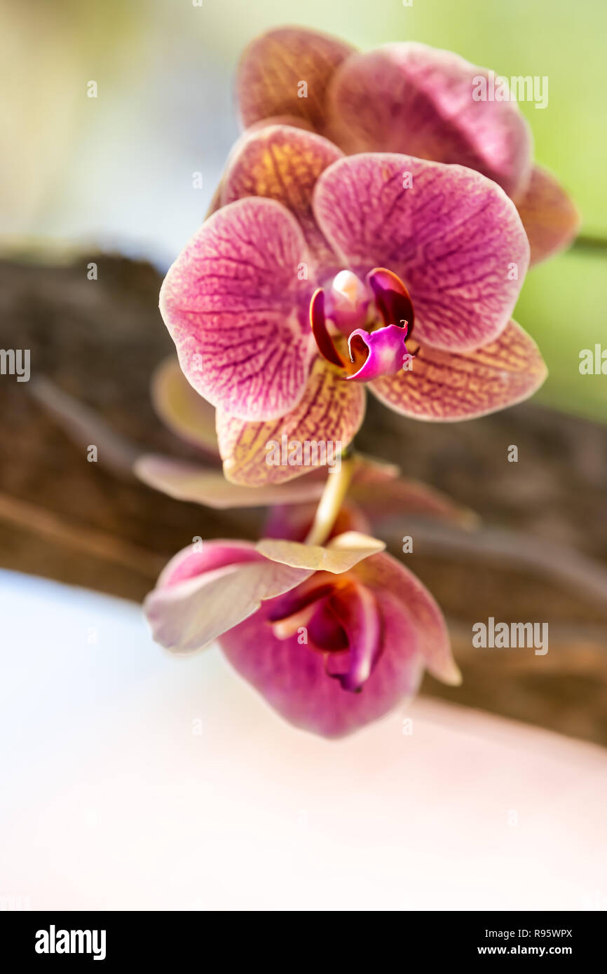 White, pink, red, purple orchid flowers, orchid flower in green outside,  outdoor garden in Key West, Florida, tropical plant, green blurred, blurry  bo Stock Photo - Alamy