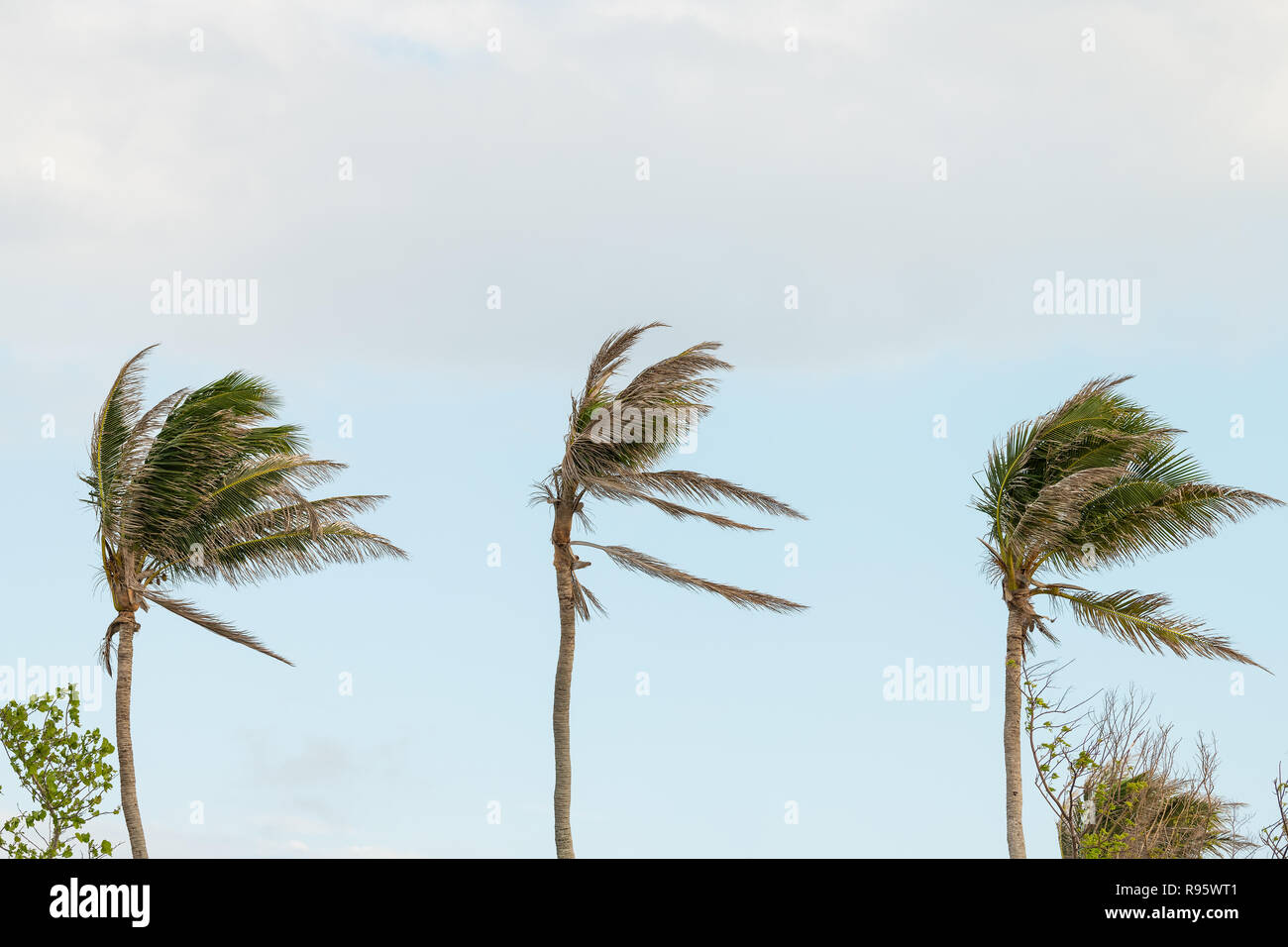 Three palm trees, palms swaying, moving, shaking in wind, windy weather