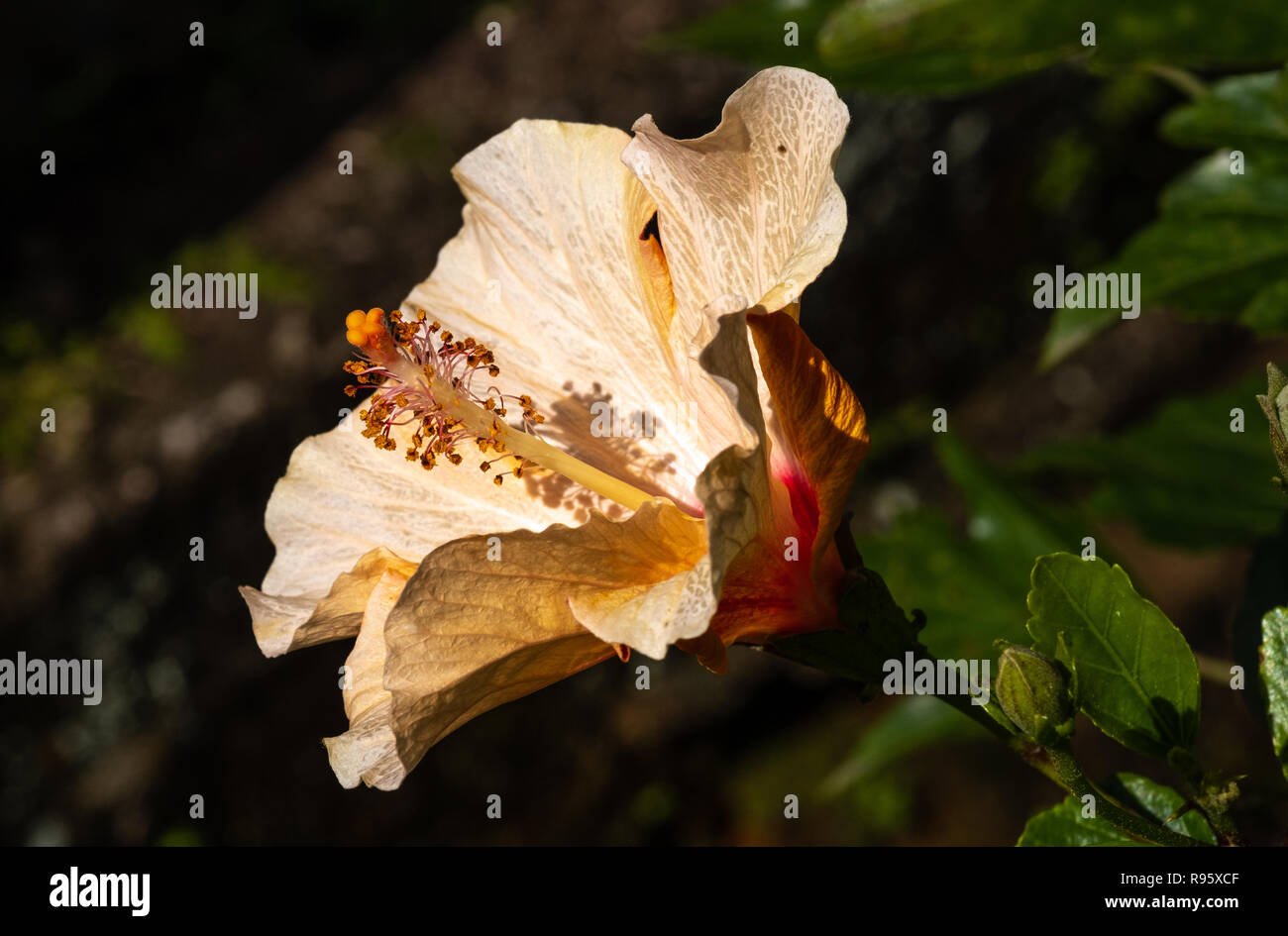Bisexual flower hires stock photography and images Alamy