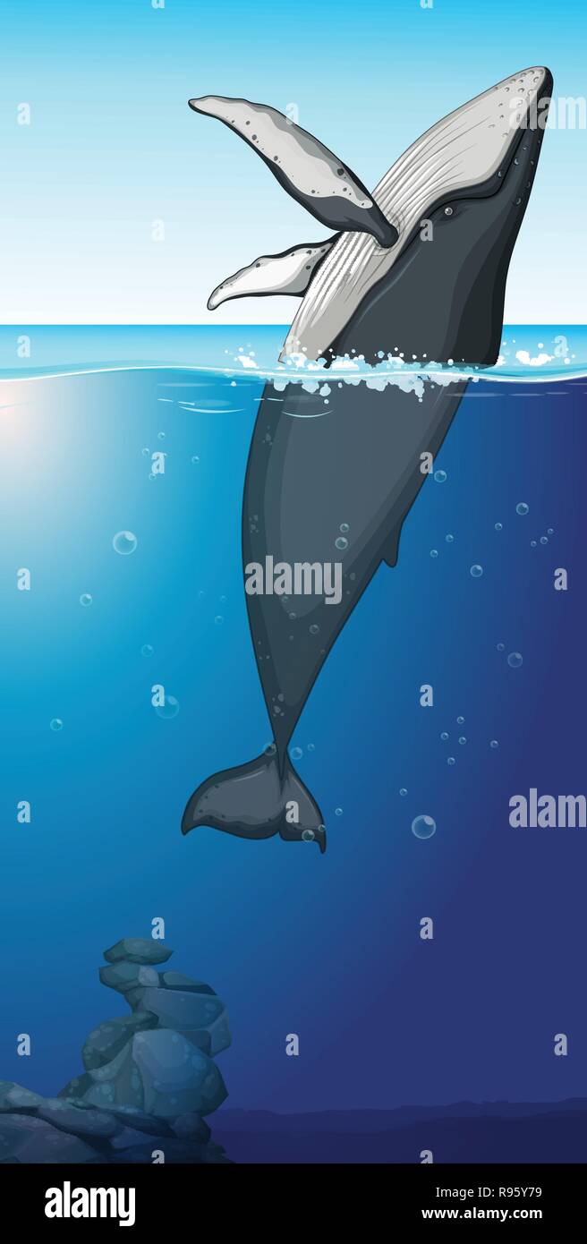 A humpback whale in the ocean illustration Stock Vector Image & Art - Alamy
