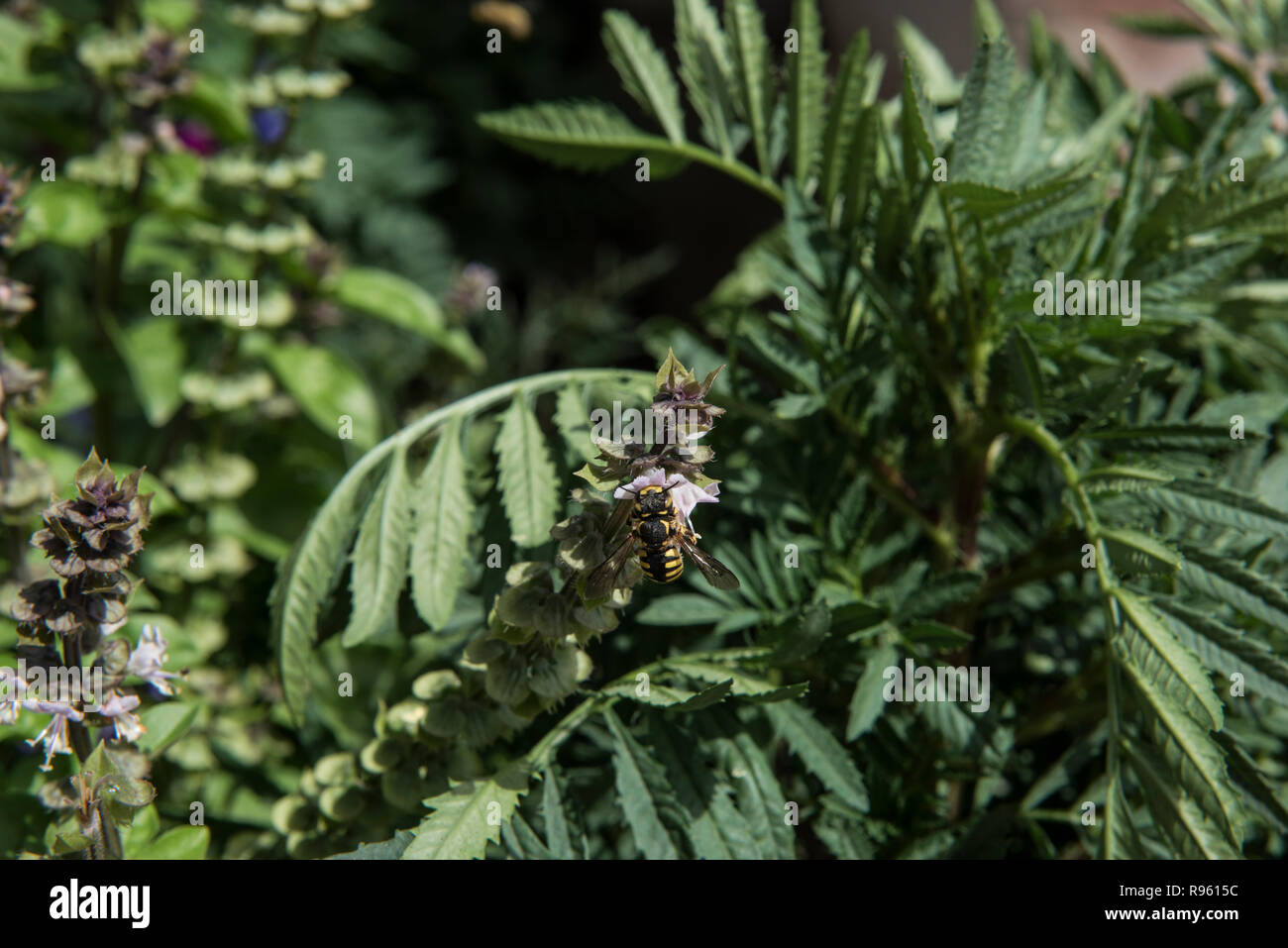 A honeybee is seen collecting the nectar from the flowers of a local plant. The lush green leaves are seen on the background along with the flowers. Stock Photo