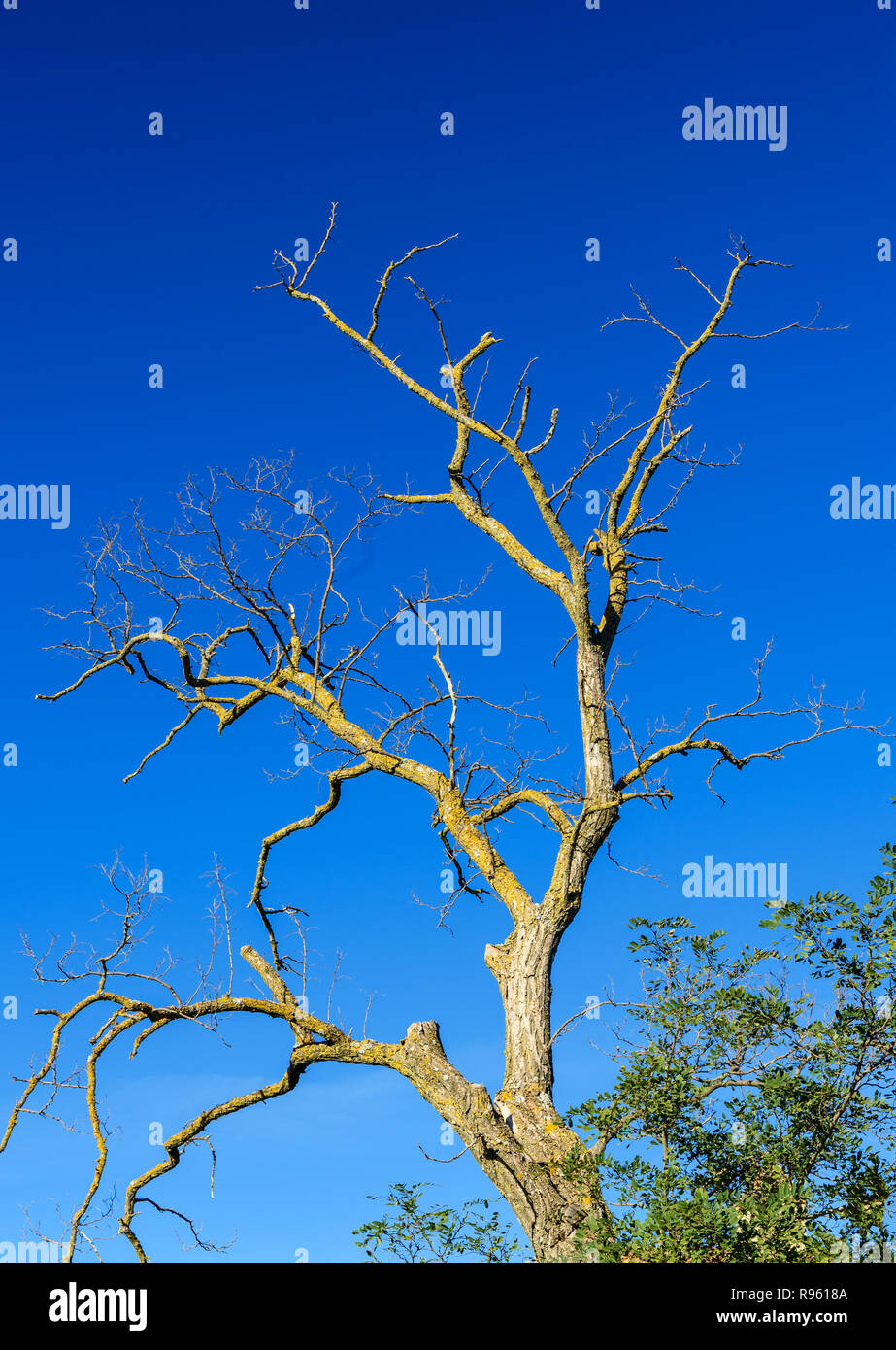 Dry tree on blue sky background Stock Photo - Alamy