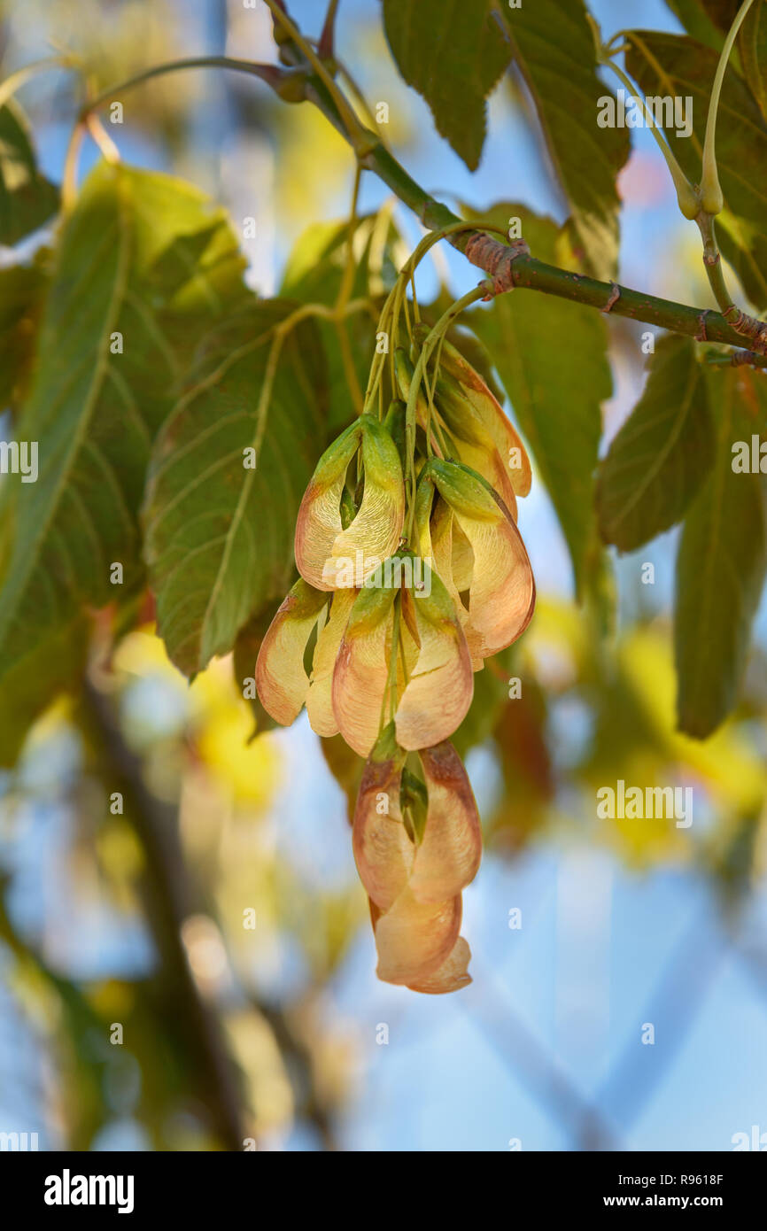 Branch of maple with seeds in Tuscany, Italy Stock Photo