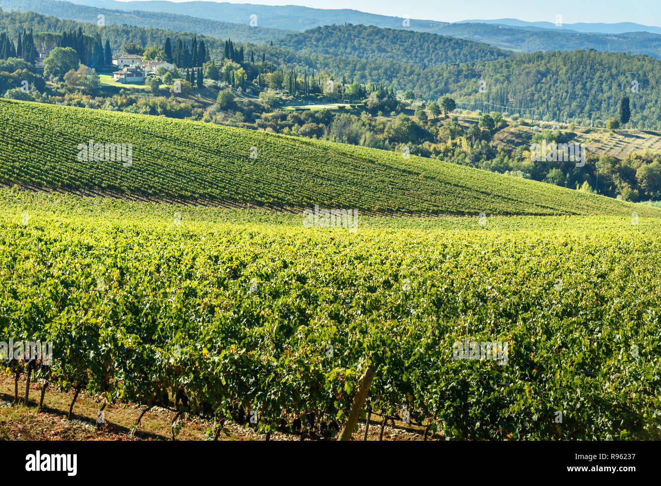 Vineyard in Chianti region. Tuscany landscape. Italy Stock Photo - Alamy