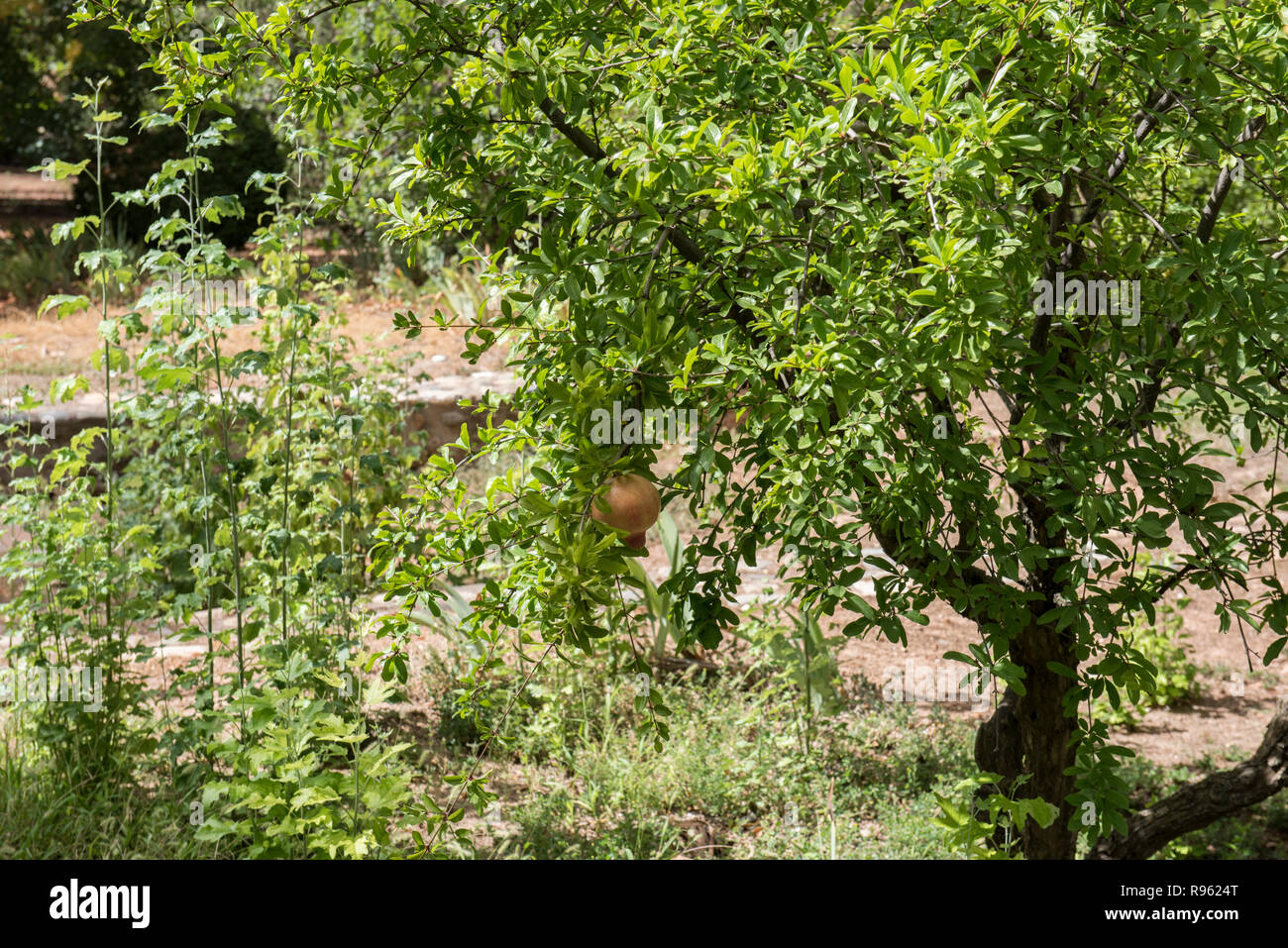 A longan fruit tree is seen on a farm surrounded by several other lush green trees. A Longan fruit is seen hanging from the tree. Stock Photo