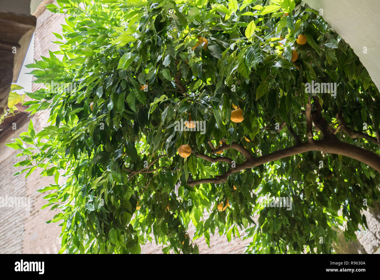 A Nispero tree with fruits hanging is seen on this picture. On the background, some parts of a building is seen. Nispero is a very famous Spanish frui Stock Photo