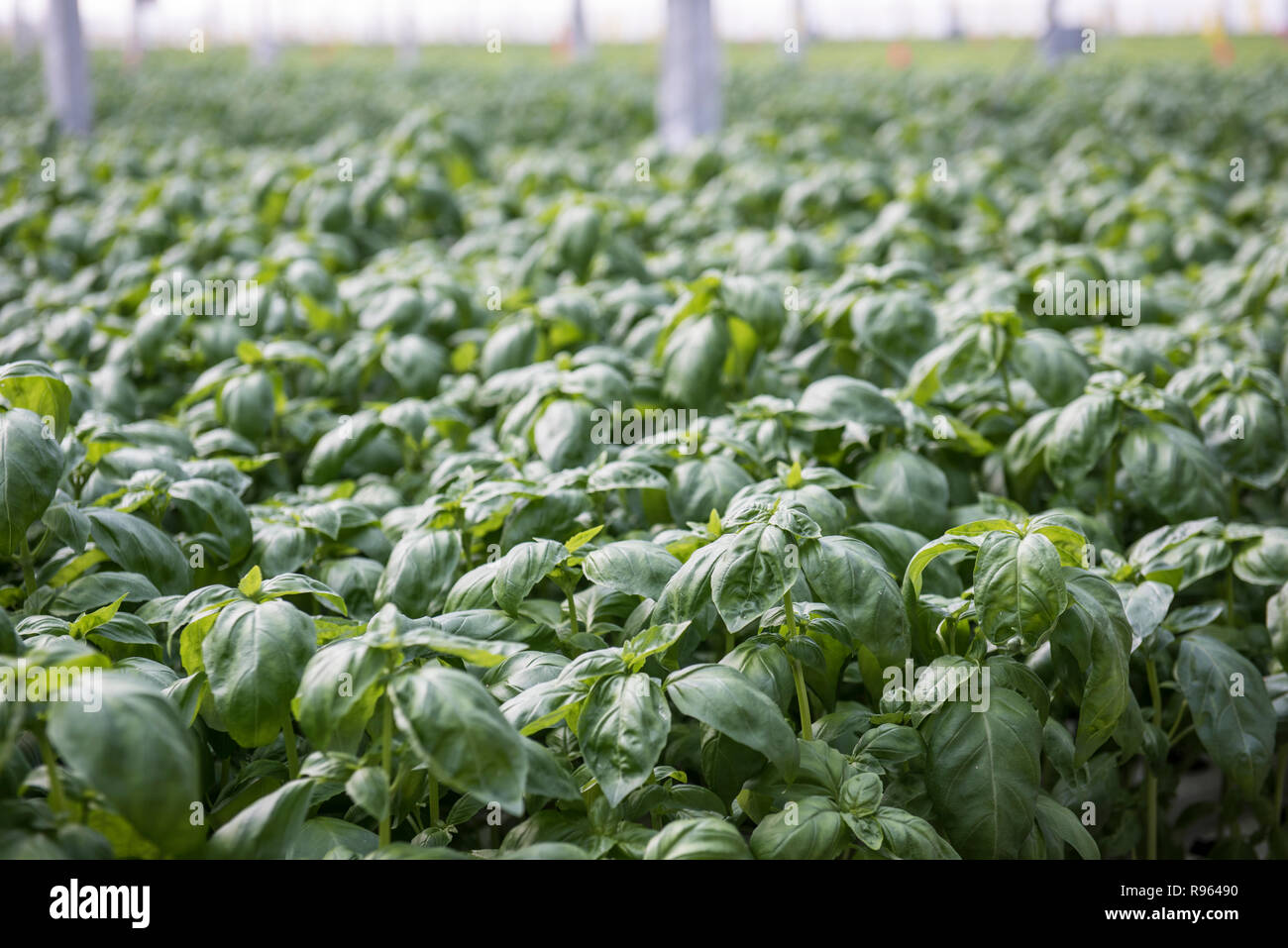 Image of lush green cabbage vegetation inside a Greenhouse farm. The cabbage plants look very fresh and is definitely well cared of. Stock Photo