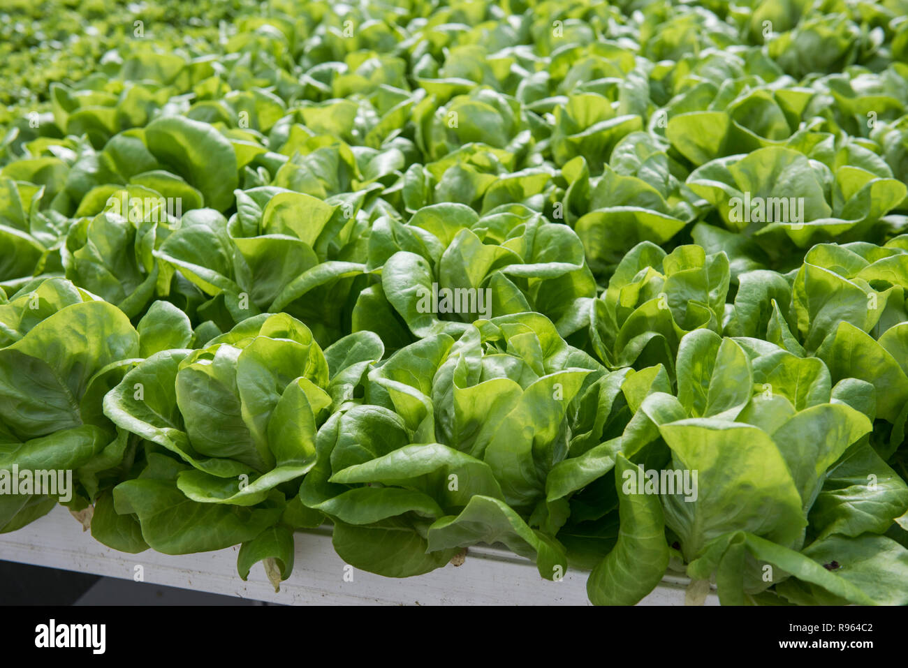 Image of lush green cabbage vegetation through Hydroponics style. The cabbage plants look very fresh and is definitely well cared of. Stock Photo