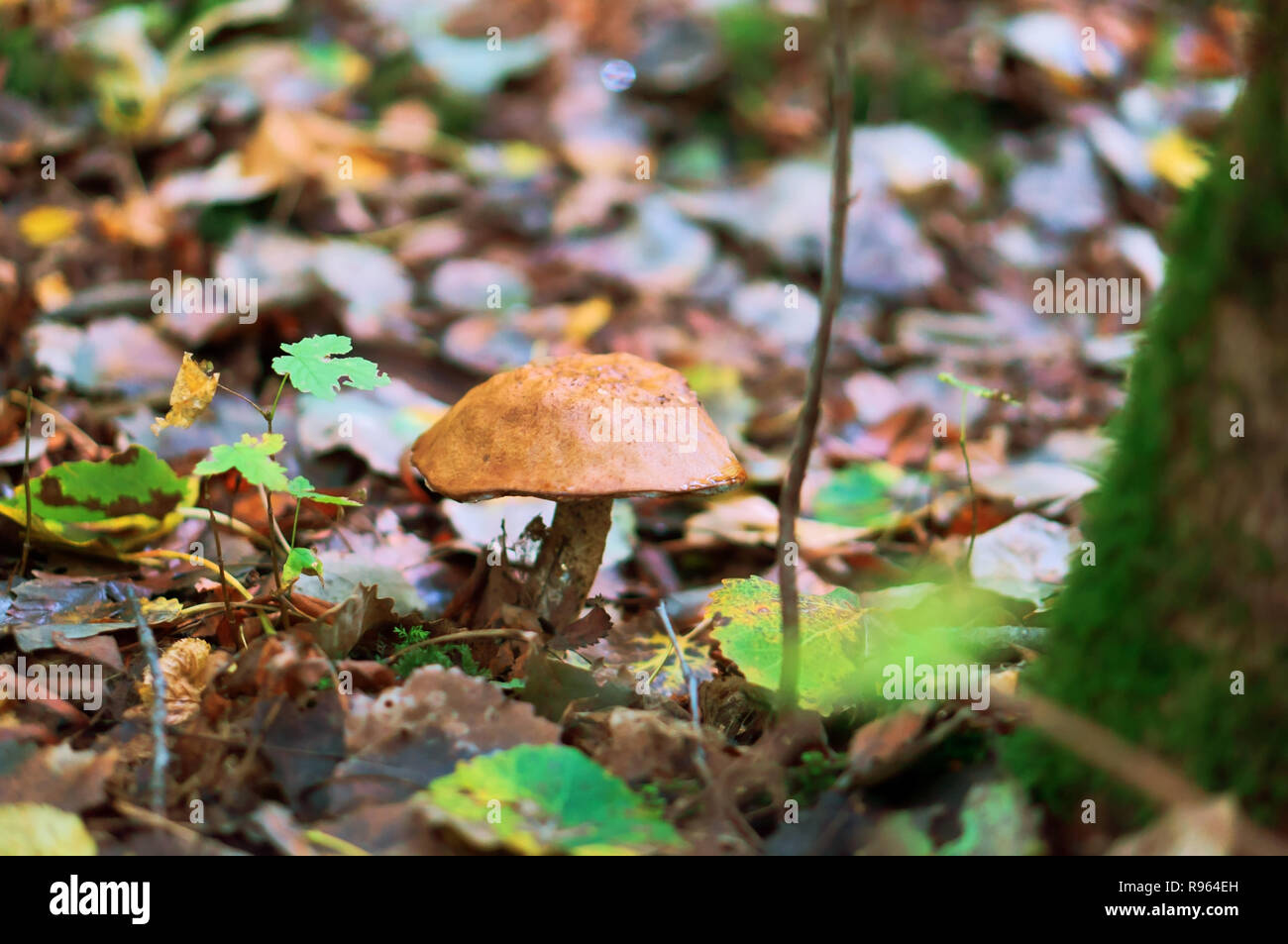 one mushroom in the foliage, a mushroom among the fallen leaves Stock Photo