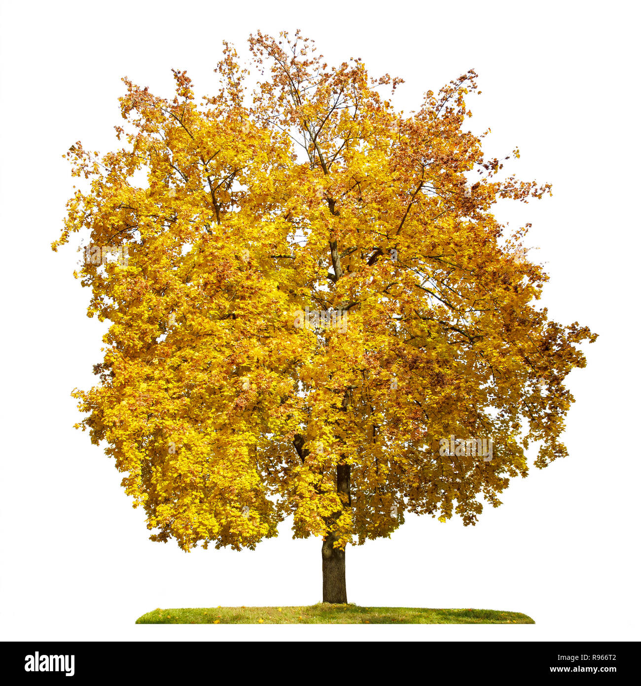 Maple tree with yellow leaves,  autumn season, isolated on white background. Stock Photo