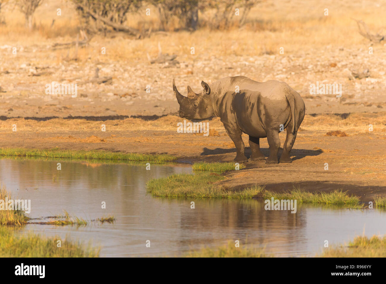 White Rhino or Rhinoceros mud covered, stands next to a water hole or watering hole in the savannah in Etosha National Park in Namibia Stock Photo