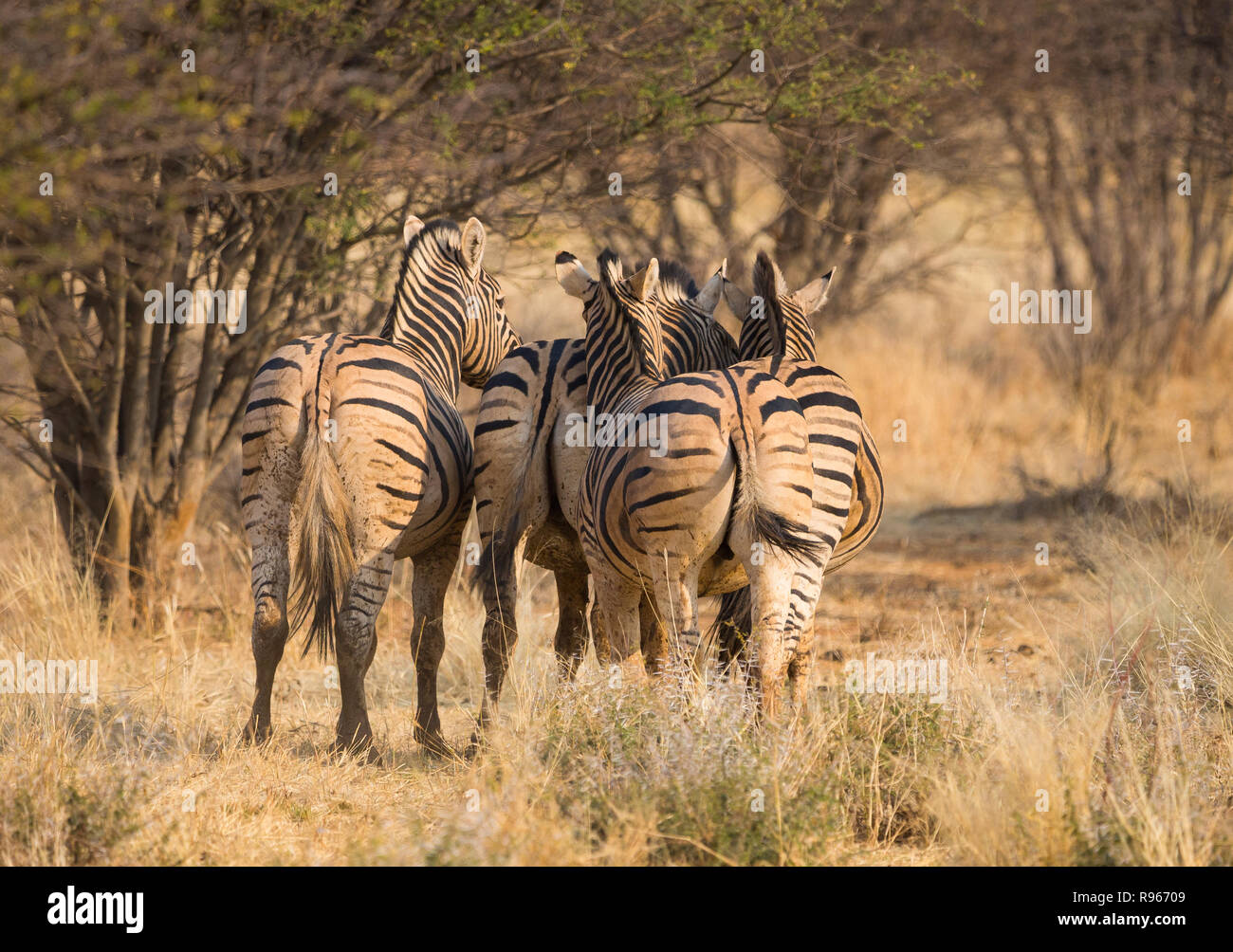 Zebras tails and stripes from behind as they stand huddled together in