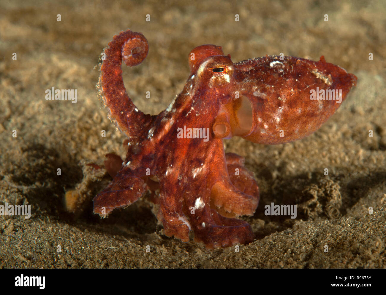 Octopus rubescens, Red octopus Stock Photo