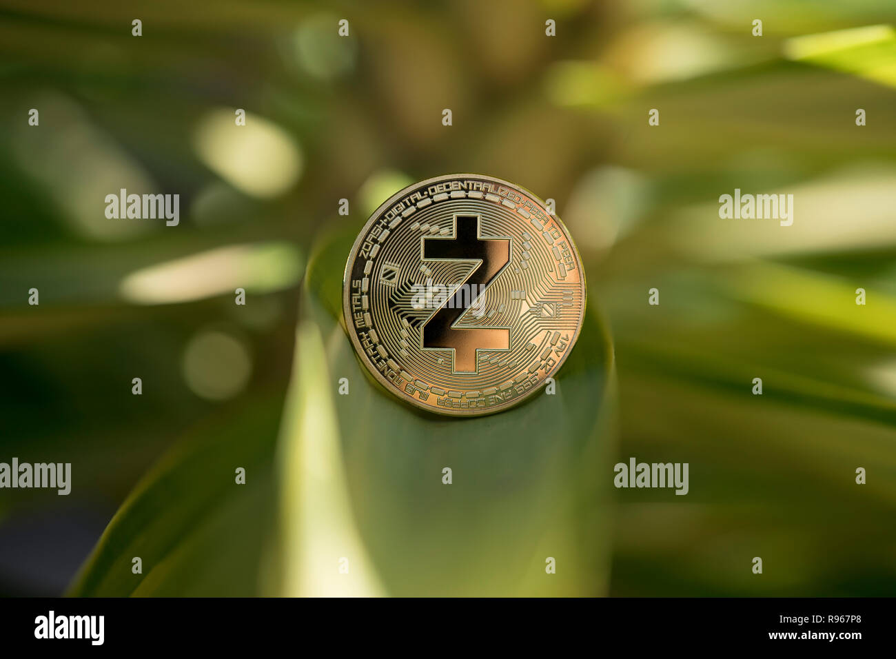 Z-Cash cryptocurrency physical coin placed on the plant leaf Stock Photo