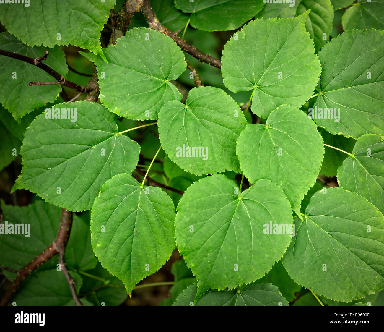 Group of heart-shaped leaves of small-leaved lime tree Stock Photo