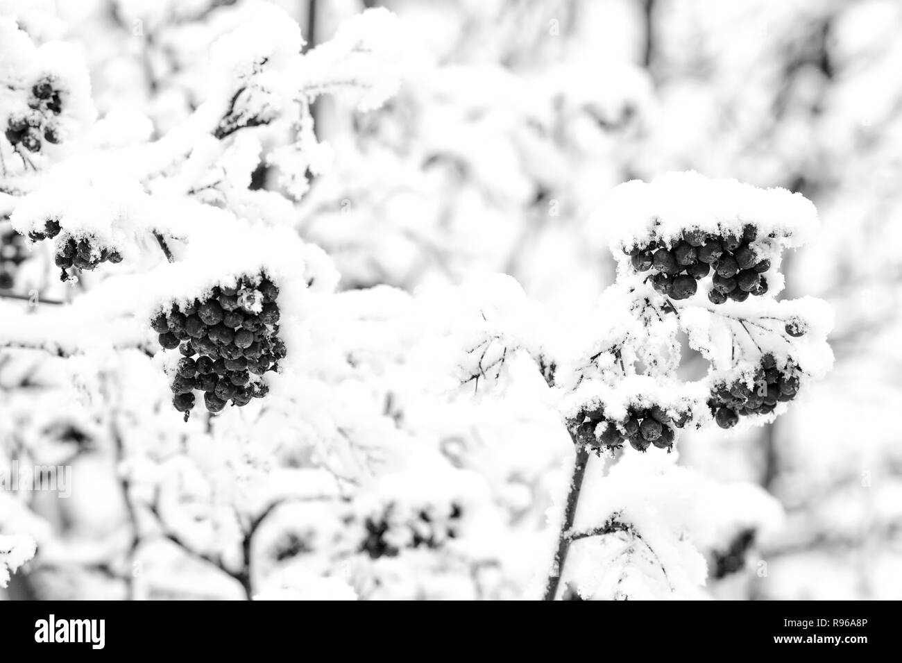 Mountain ash tree Black and White Stock Photos & Images - Alamy