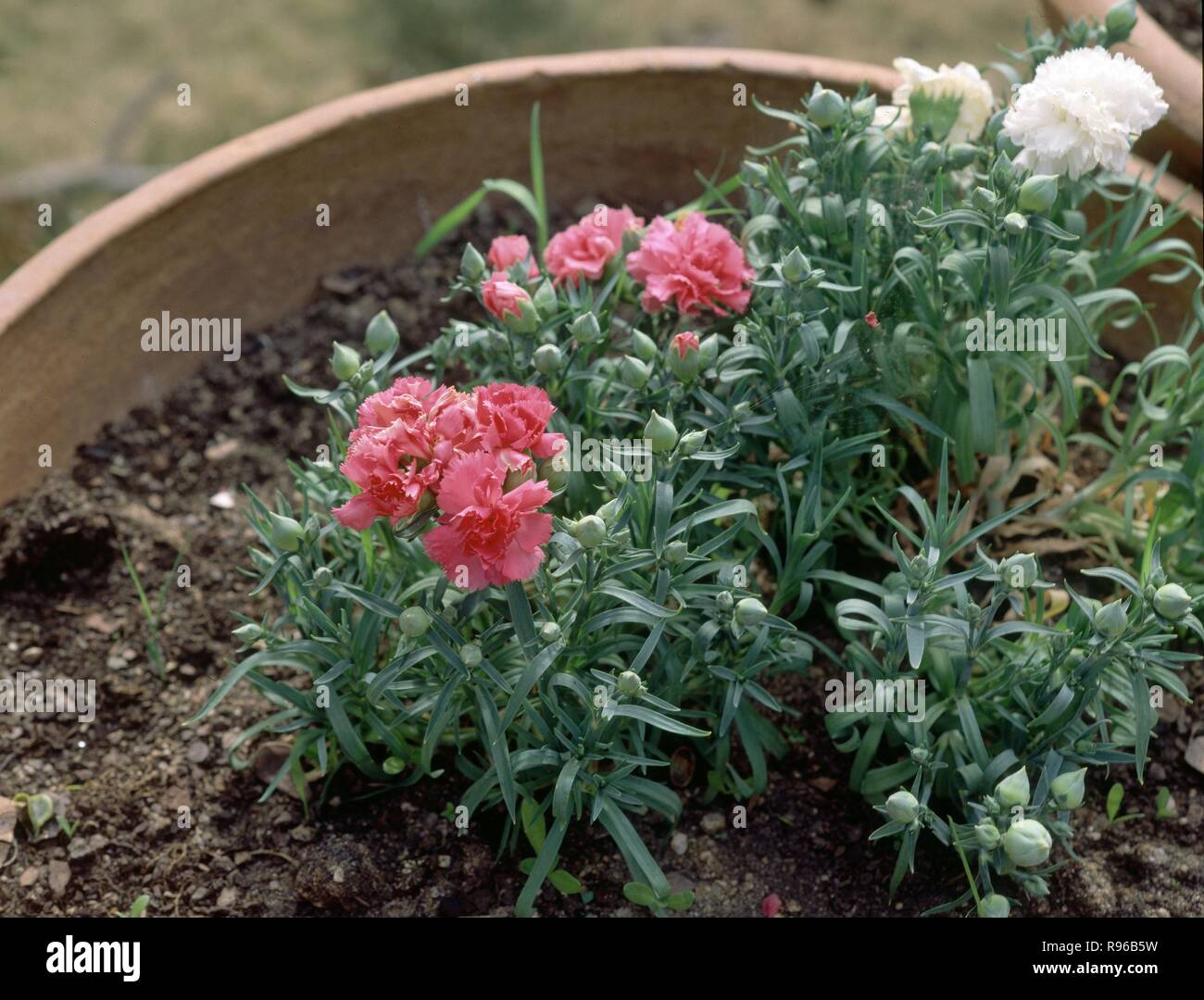 JARDINERA CON CLAVELES ENANOS Stock Photo Alamy