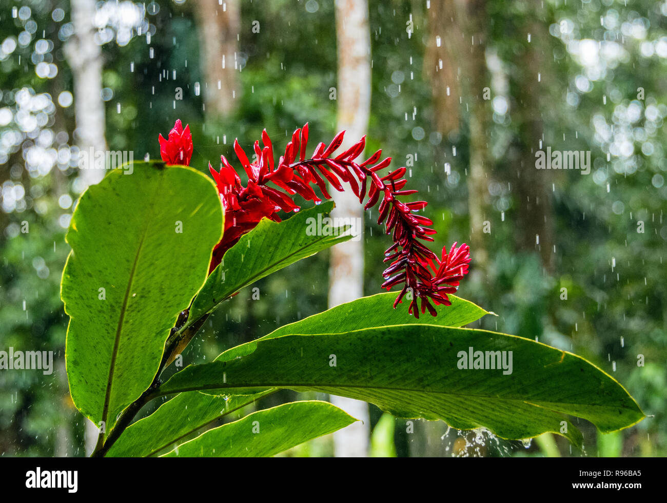 Red flower in amazon rainforest hires stock photography and images Alamy