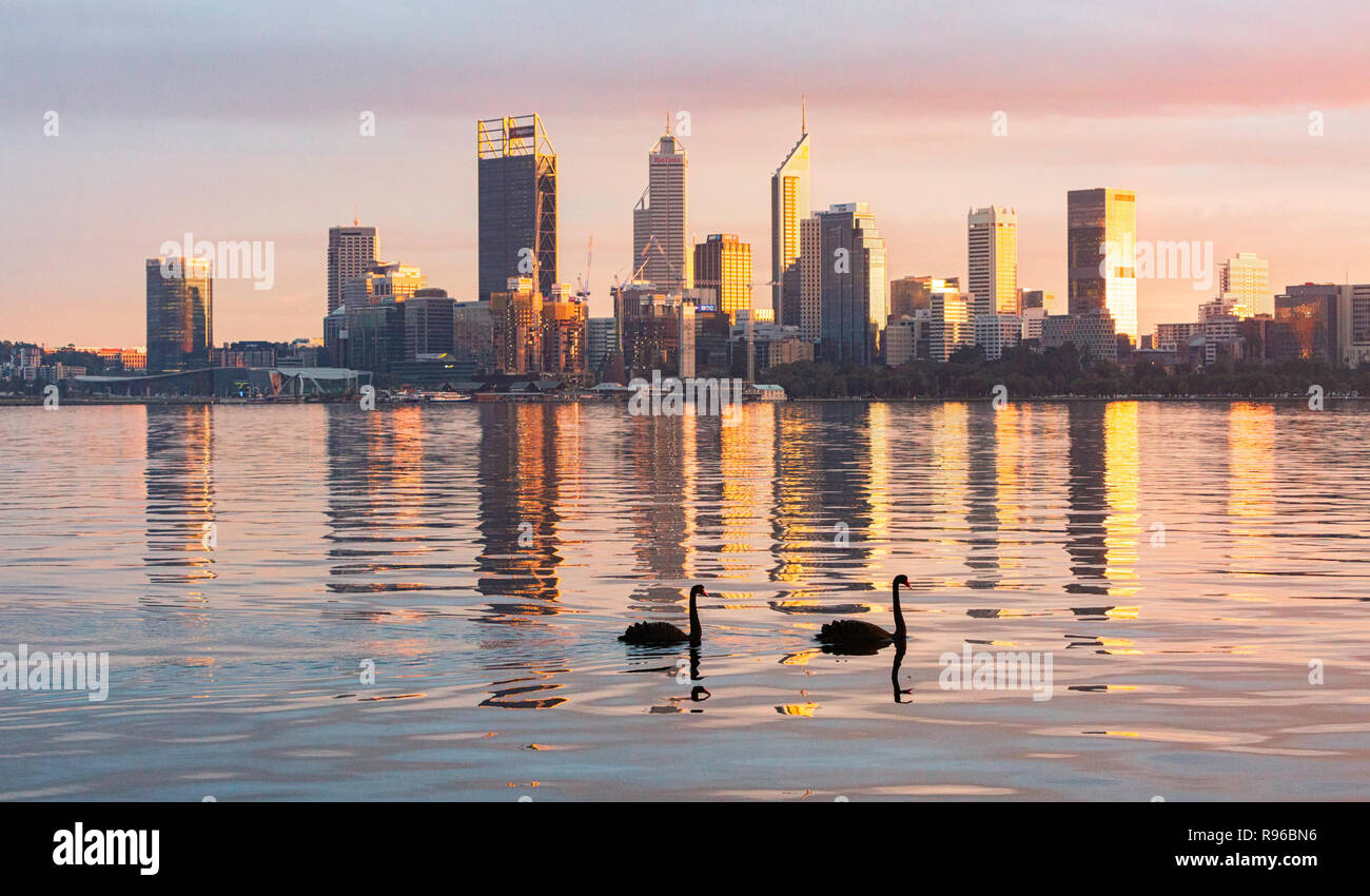Black Swans on the Swan River at sunrise. Western Australia Stock Photo