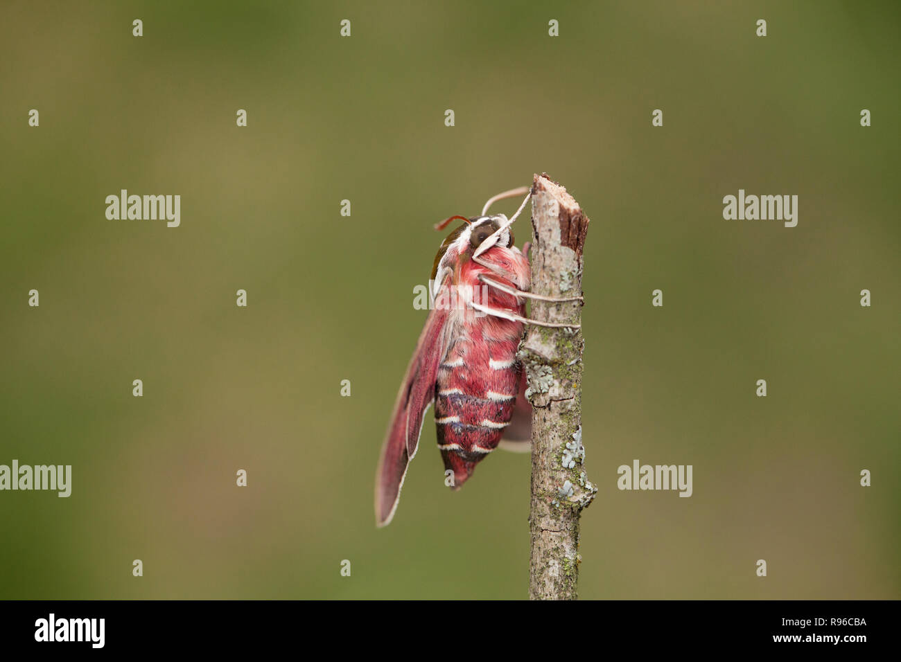 Spurge hawk-moth hybrid Stock Photo