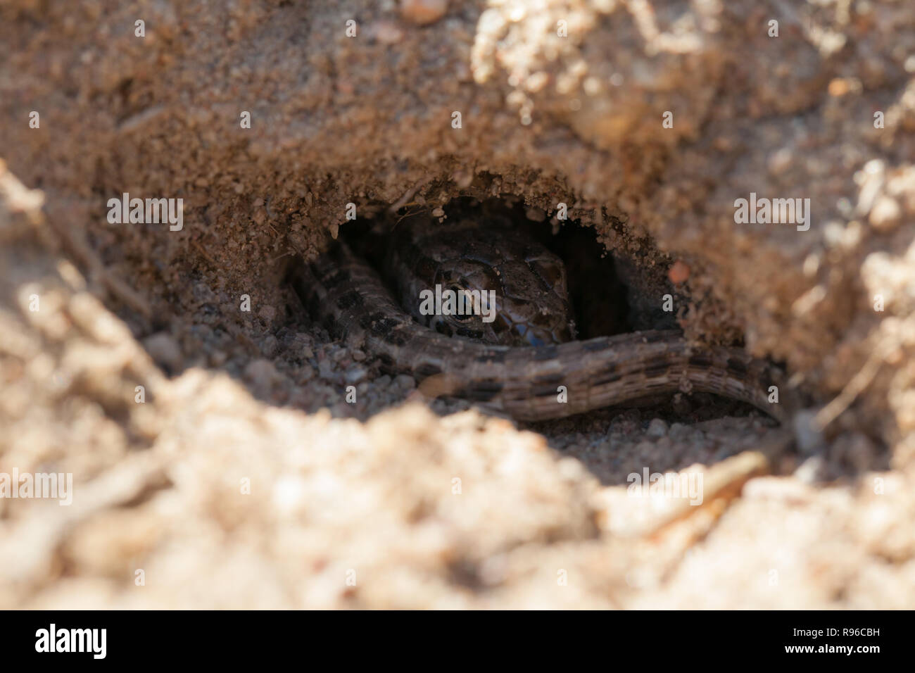 Sand lizard female in a egglaying burrow Stock Photo Alamy