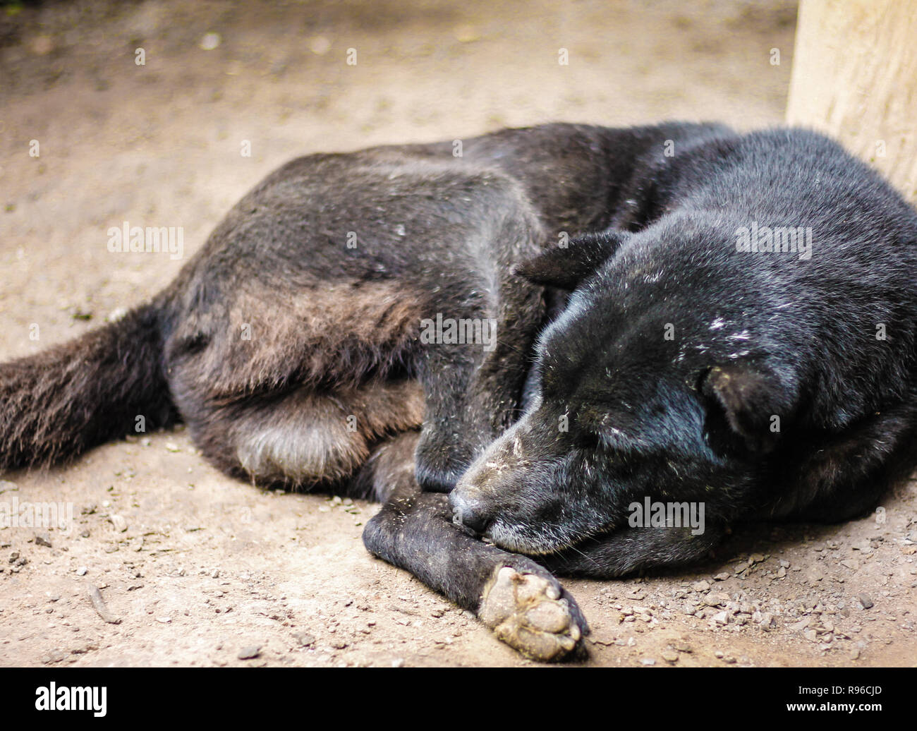 Black dog sleeping on the ground Mess up Stock Photo - Alamy
