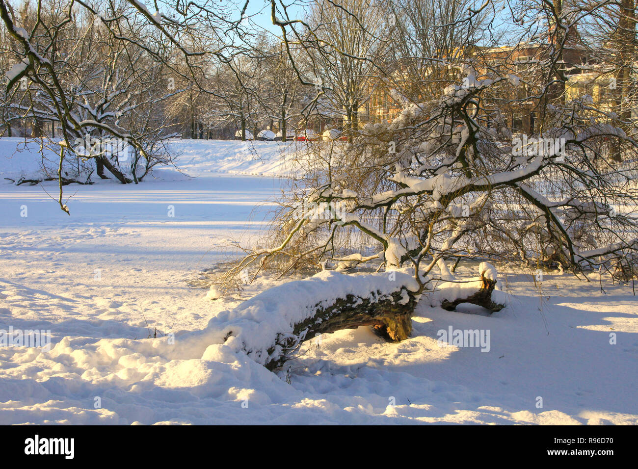 Snow covered branches and tree in a park Stock Photo Alamy