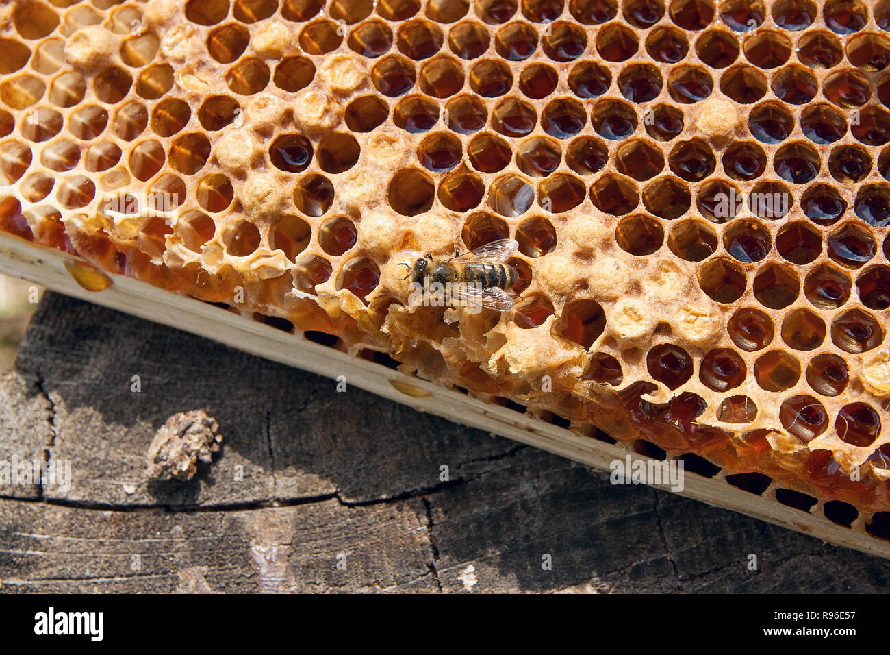 Bee biology hi-res stock photography and images - Page 41 - Alamy