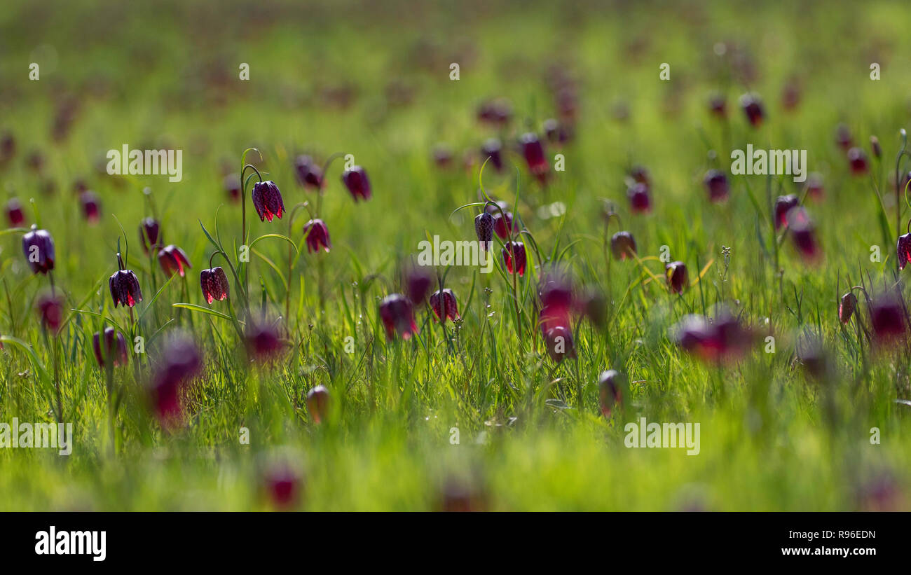 landscape of little fairy Stock Photo