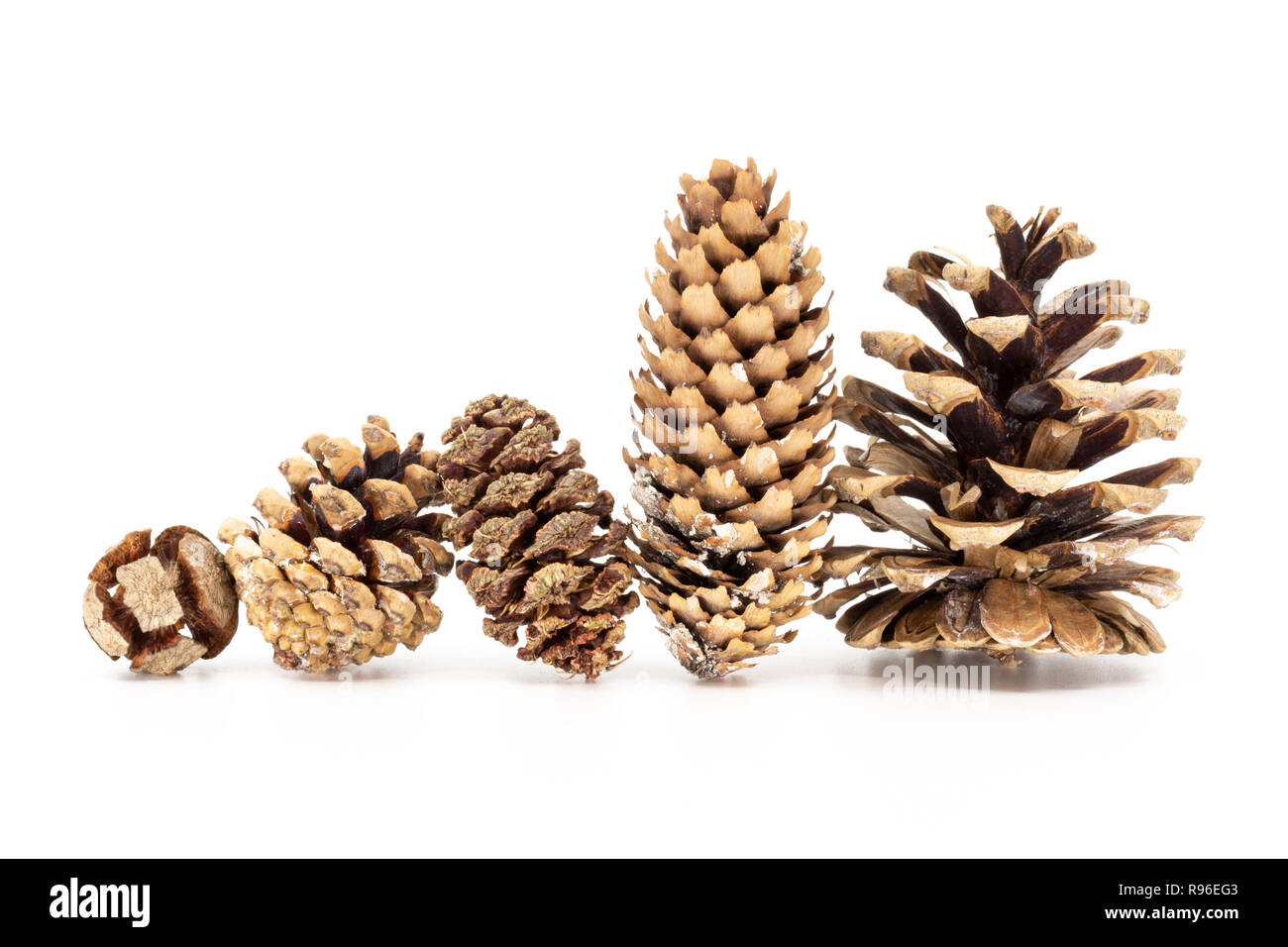Five different fir pine cones standing in row, isolated on white Stock Photo
