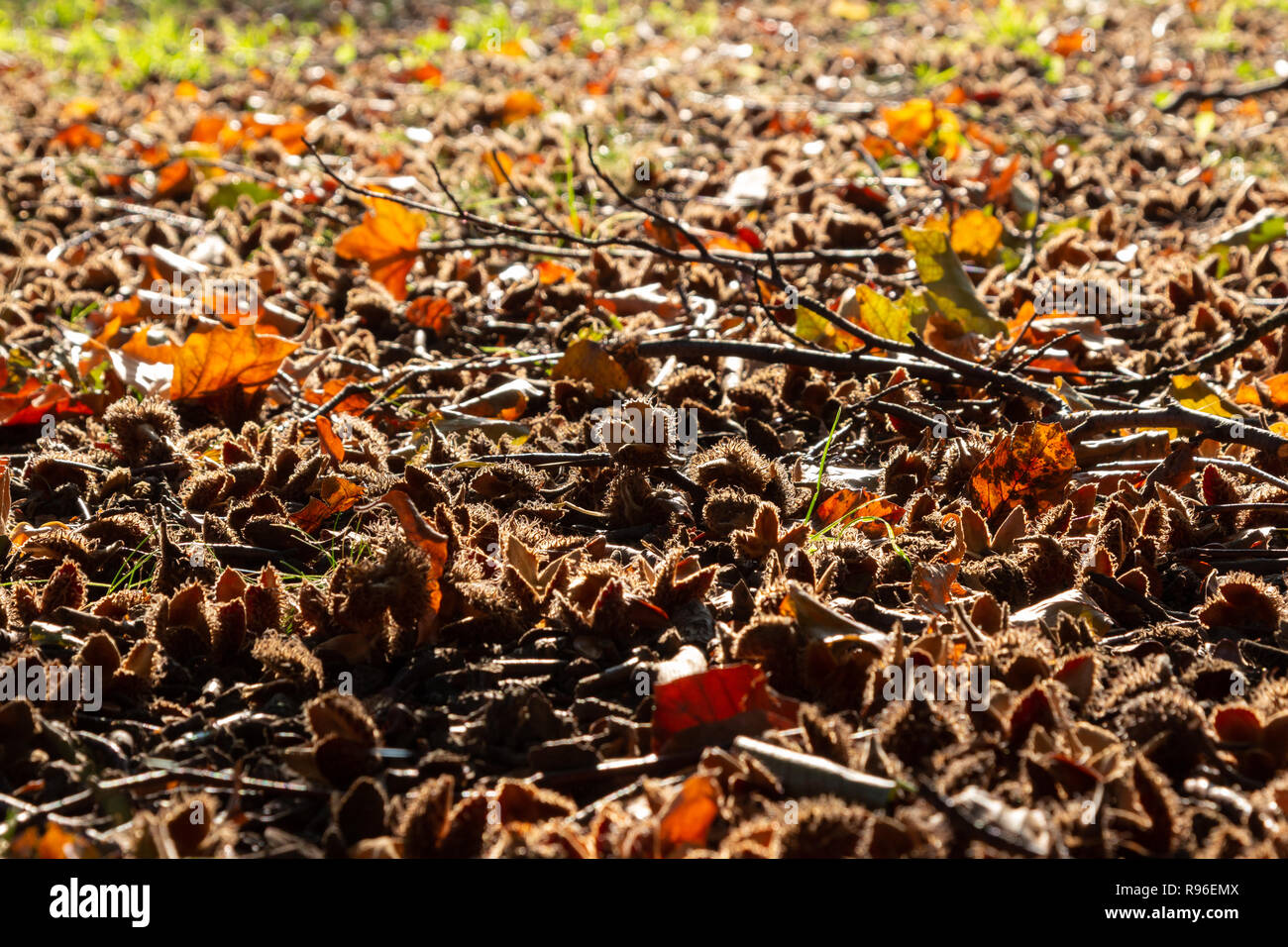 Beech nuts covering ground in autumn / fall close-up Stock Photo