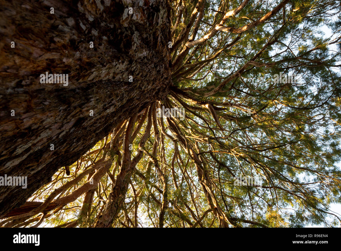 Giant redwood Sequoiadendron giganteum branches photographed from below upwards. Composition of tree trunk and radial branches. Stock Photo