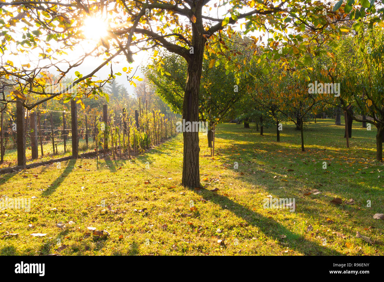 Orchard in the morning sun in autumn / fall. In the center a walnut