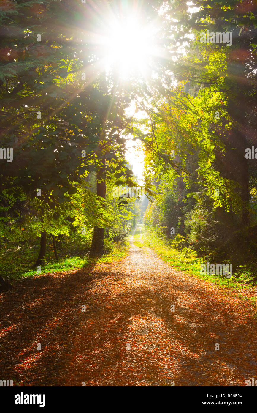 A back lit forest pathway in the morning sunshine in autumn Stock Photo