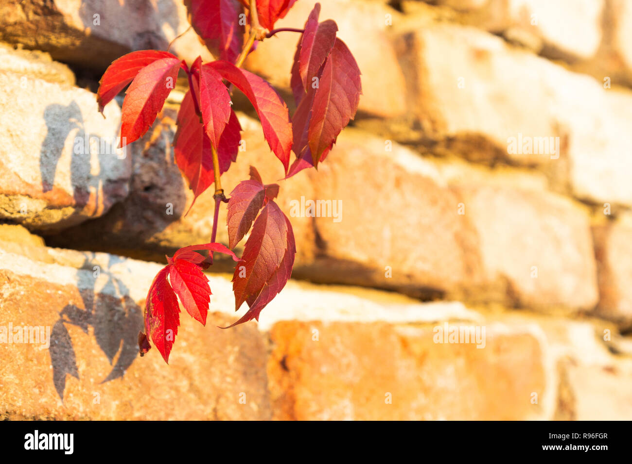 Thicket creeper (Parthenocissus vitacea) shoot with red leaves hanging on a brick-wall in autumn / fall. Shot before sunset in orange color sunlight.  Stock Photo