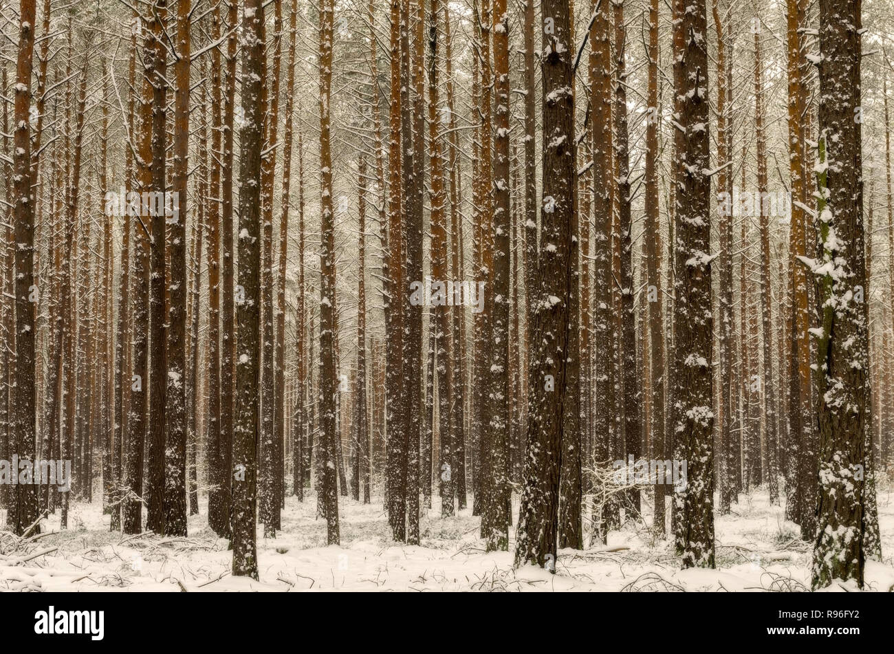 A photo of pine trees covered with snow in a forest Stock Photo - Alamy