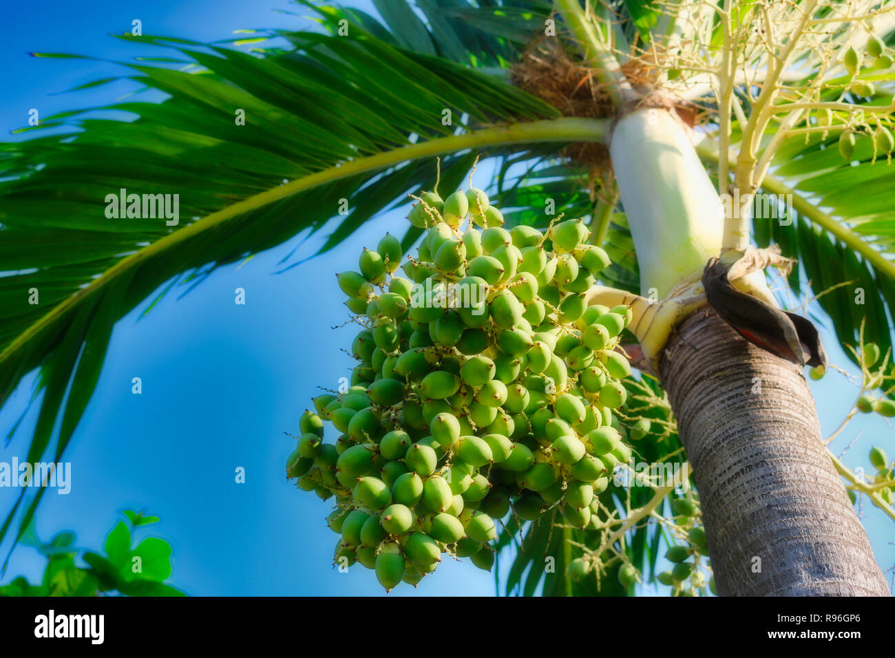 This great nature photo shows a palm tree from below and its fruit growing out of it. The photo was taken in Hua Hin in Thailand Stock Photo