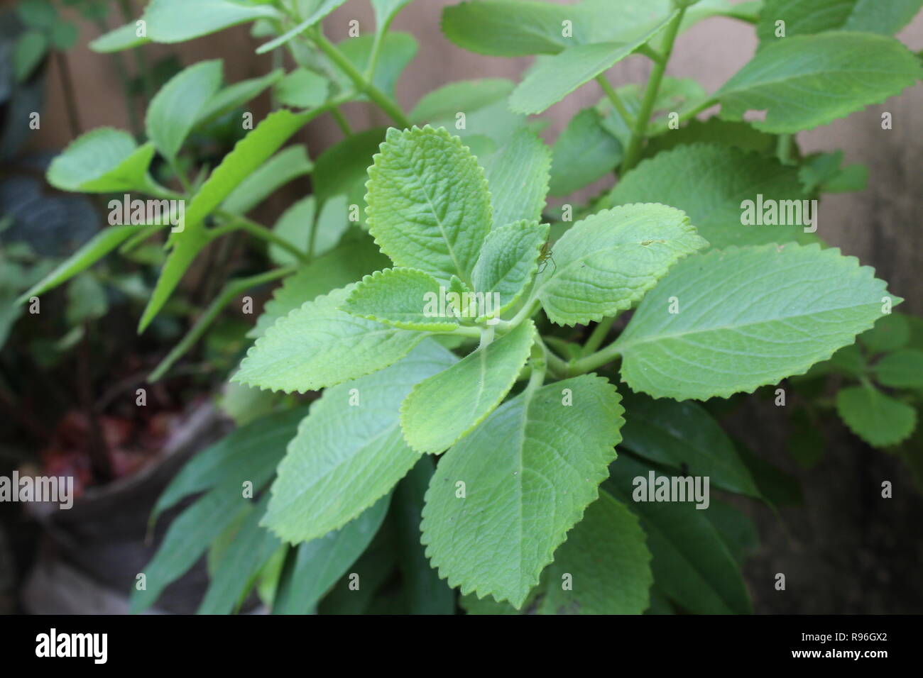 navara leaf, herbal plant, Panikoorka, aromatic leaves, aromatic leaves Stock Photo