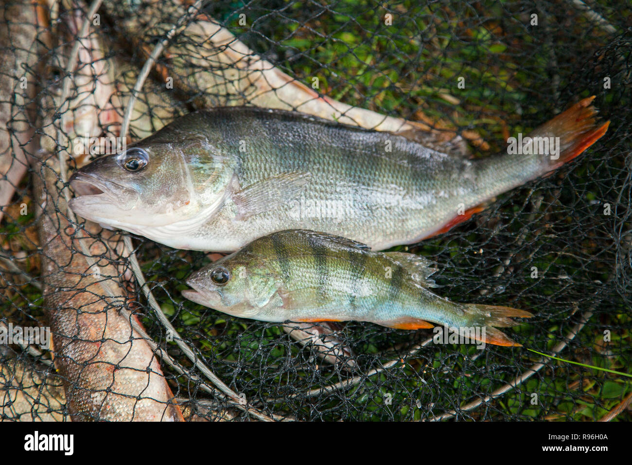 Close up view of freshwater perches. Fishing concept, good catch - two freshwater perch fish just taken from the water on natural background. Stock Photo