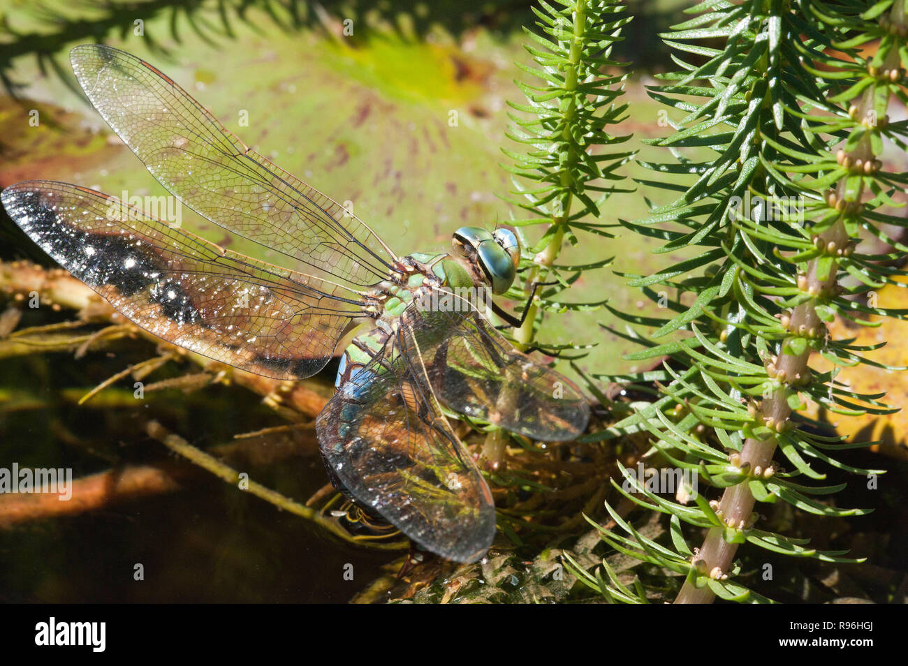 BT9TF0 female emperor dragonfly Anax imperator shown laying eggs in a pond south east england Stock Photo