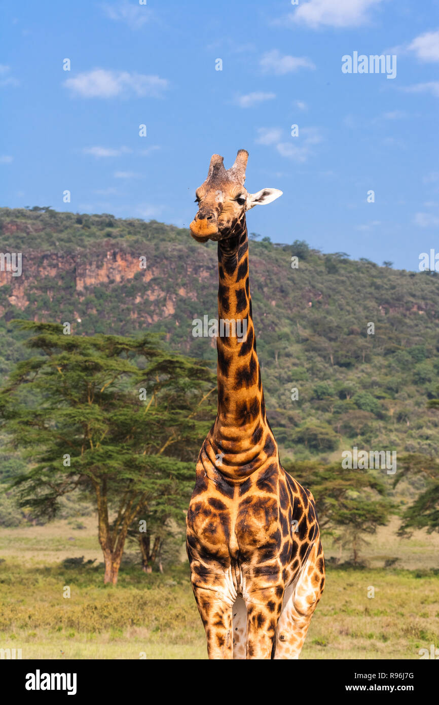 Portrait of masai giraffes. Landscapes from Kenya, Africa Stock Photo