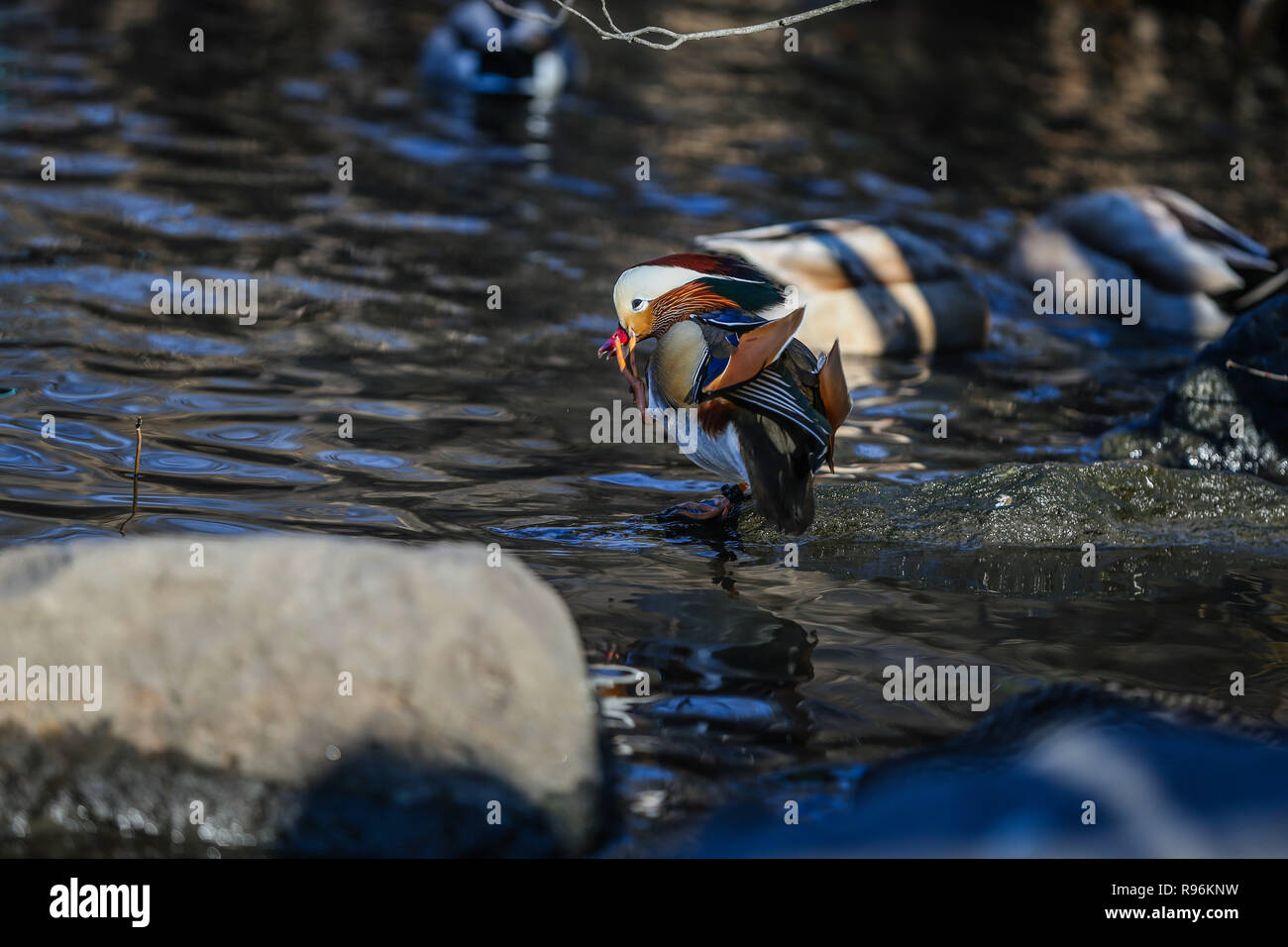 New York, New York, USA. 19th Dec, 2018. The male Mandarin duck, native to East Asia is seen in Central Park this Friday, 19th October. On October 10, the duck was first seen near the Lagoon in Central Park and a video was shared on social networks. The city's avid birdwatchers were surprised: the ducks are found in China and Japan - not the United States and nowadays have become characters of all time. Credit: William Volcov/ZUMA Wire/Alamy Live News Stock Photo