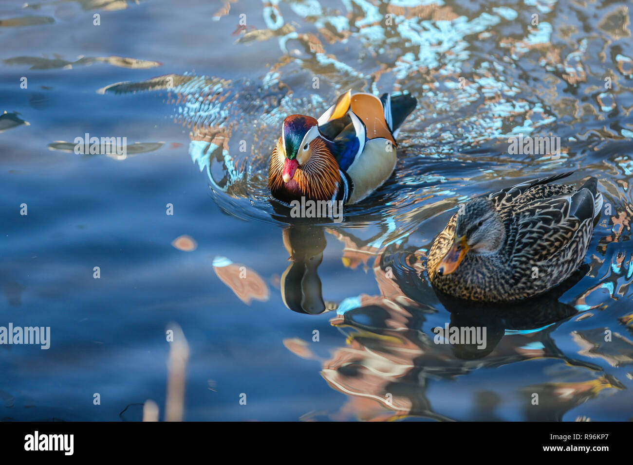 New York, New York, USA. 19th Dec, 2018. The male Mandarin duck, native to East Asia is seen in Central Park this Friday, 19th October. On October 10, the duck was first seen near the Lagoon in Central Park and a video was shared on social networks. The city's avid birdwatchers were surprised: the ducks are found in China and Japan - not the United States and nowadays have become characters of all time. Credit: William Volcov/ZUMA Wire/Alamy Live News Stock Photo