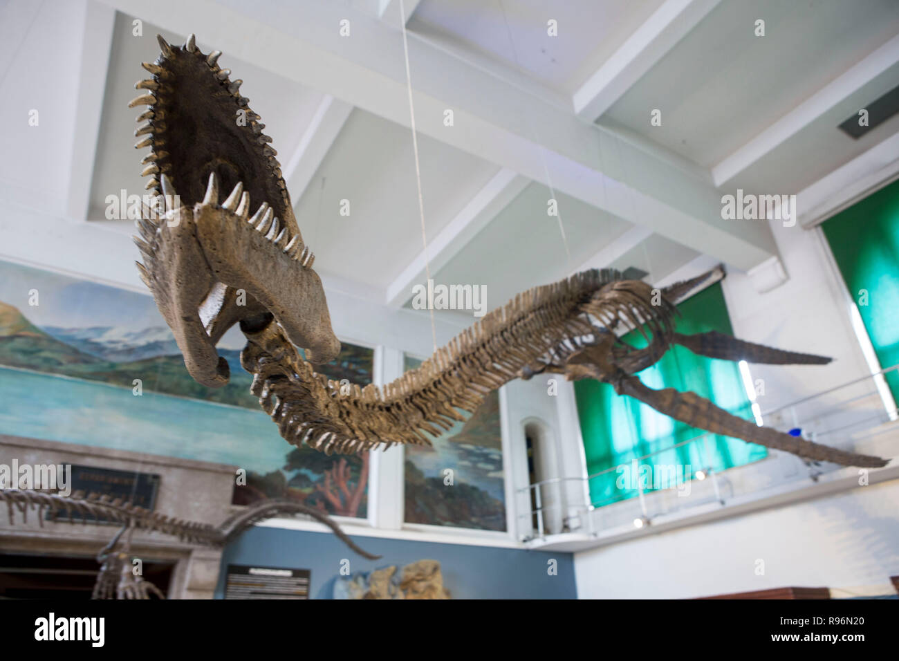 Buenos Aires, Argentina. 19th Dec, 2018. Replica of a 65-million-year-old skeleton of a plesiosaur marine reptile is displayed in the museum hall at the Bernardino Rivadavia Natural Science Museum in Buenos Aires, Argentina, on Dec. 19, 2018. The fossil is found in Cretaceous period rocks submerged in Lake Argentino at the foot of the Andes mountains. The fossil is nine meters long with each fin measuring 1.3 meters. Credit: Martin Zabala/Xinhua/Alamy Live News Stock Photo