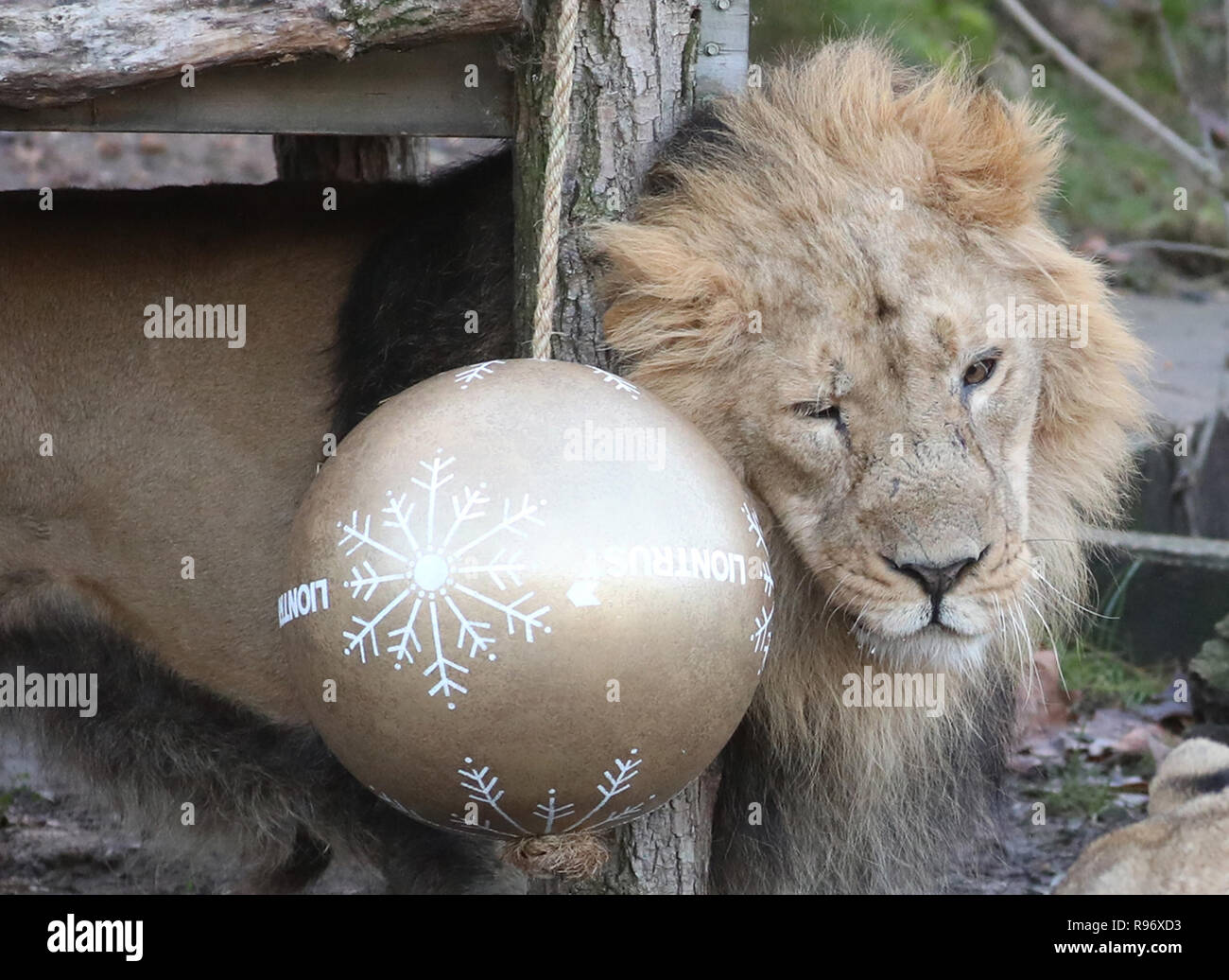 London, UK. 20th Dec, 2018. A lion enjoys 'Christmas pudding', a giant ball scented with classic yuletide spices, during an 'Animal Adventures this Christmas' photocall at Zoological Society of London (ZSL) London Zoo, in London, Britain, on Dec. 20, 2018. Zookeepers of the ZSL London Zoo prepared some seasonal surprises for the Zoo's residents to enjoy on Thursday. Credit: Isabel Infantes/Xinhua/Alamy Live News Stock Photo