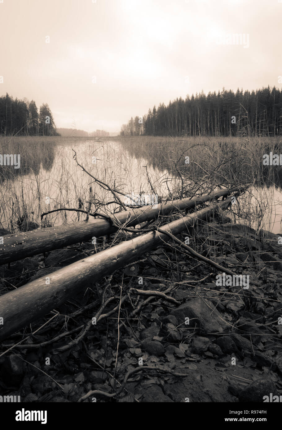 Dead trees lying on a shore of a lake in autumn, sepia toned moody landscape. Stock Photo