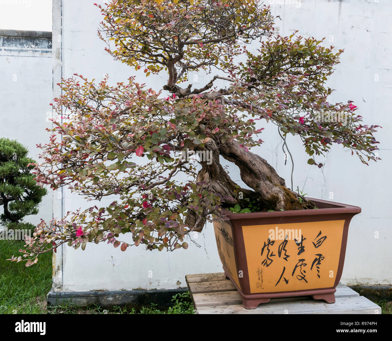 Flowering bonsai tree, Bao Family Garden, Shexian, Anhui, China Stock Photo