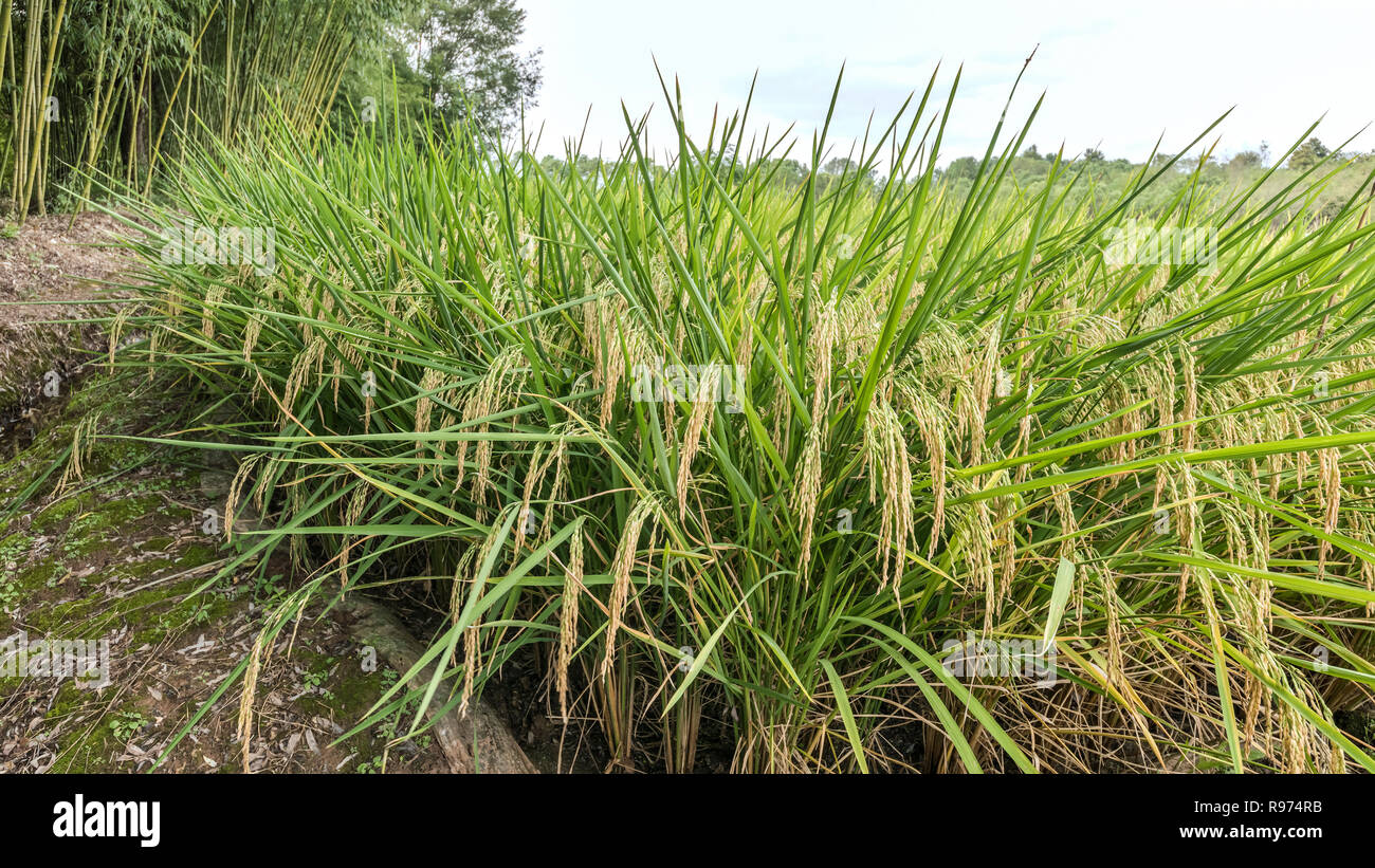 Ripe rice and bamboo near the Memorial Arches, Tanque, Shenxian, China Stock Photo