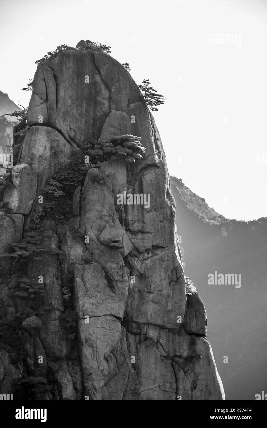 Granaite pillar and Huangshan pines BW, Huangshan National Park, Anhui, China Stock Photo