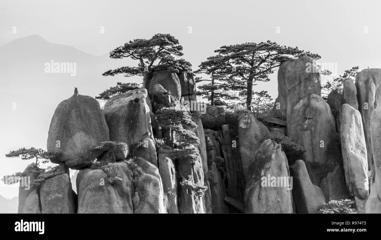 Huangshan pines (Pinus hwangshanensis),and granite pillars BW, Huangshan National Park, Anhui, China Stock Photo